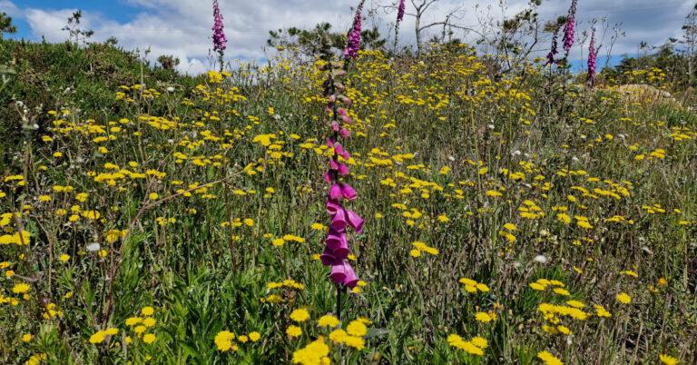  Méaracán an Phúca Digitalis Purpurea