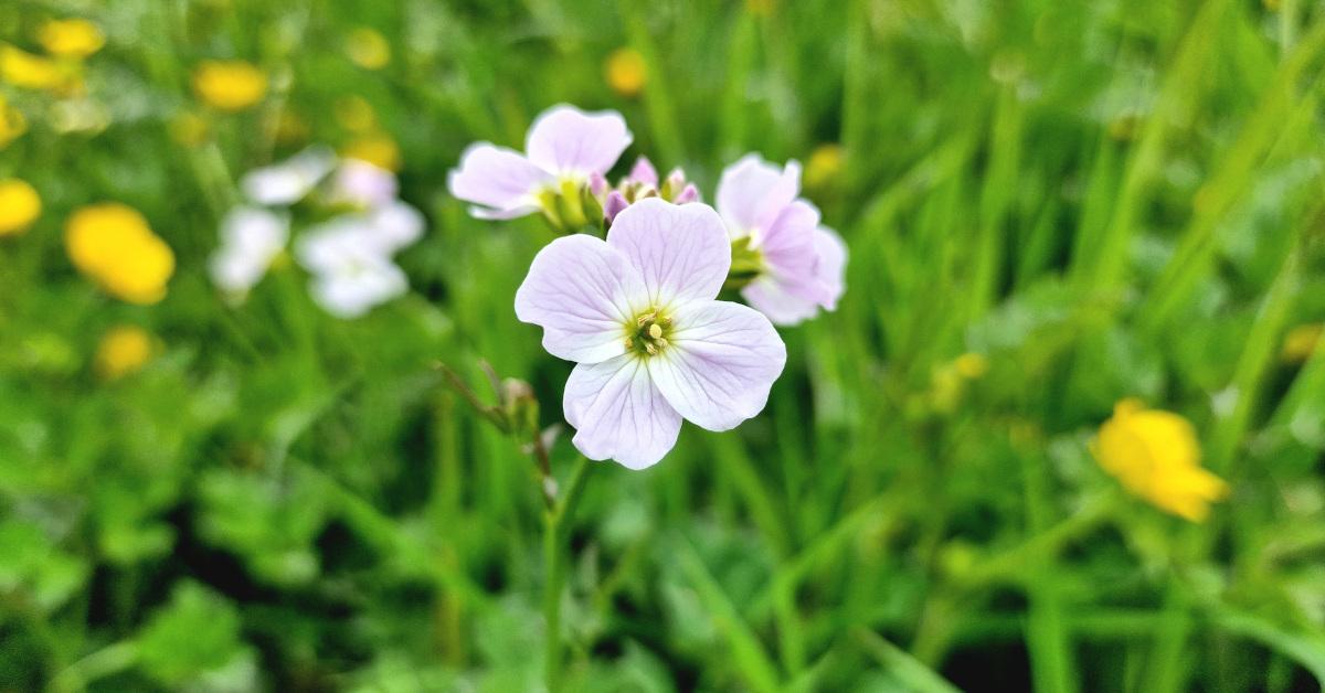  Léine Mhuire Cardamine pratensis