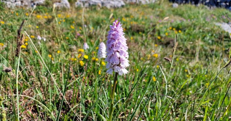  Na Circíní Dactylorhiza maculata