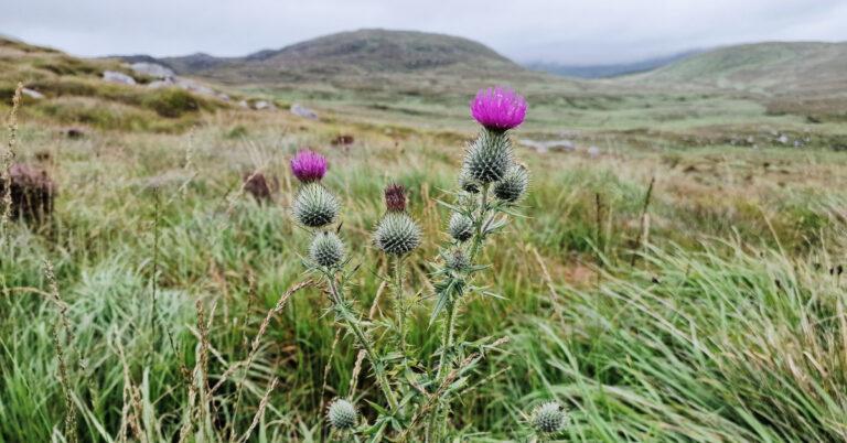  An Fóthnán Colgach Cirsium vulgare