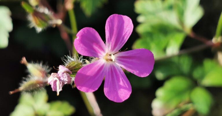  An Drioball Rí Geranium robertianum