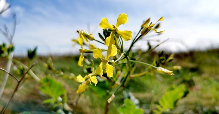  An Meacan Mara Raphanus raphanistrum fosp. maritimus