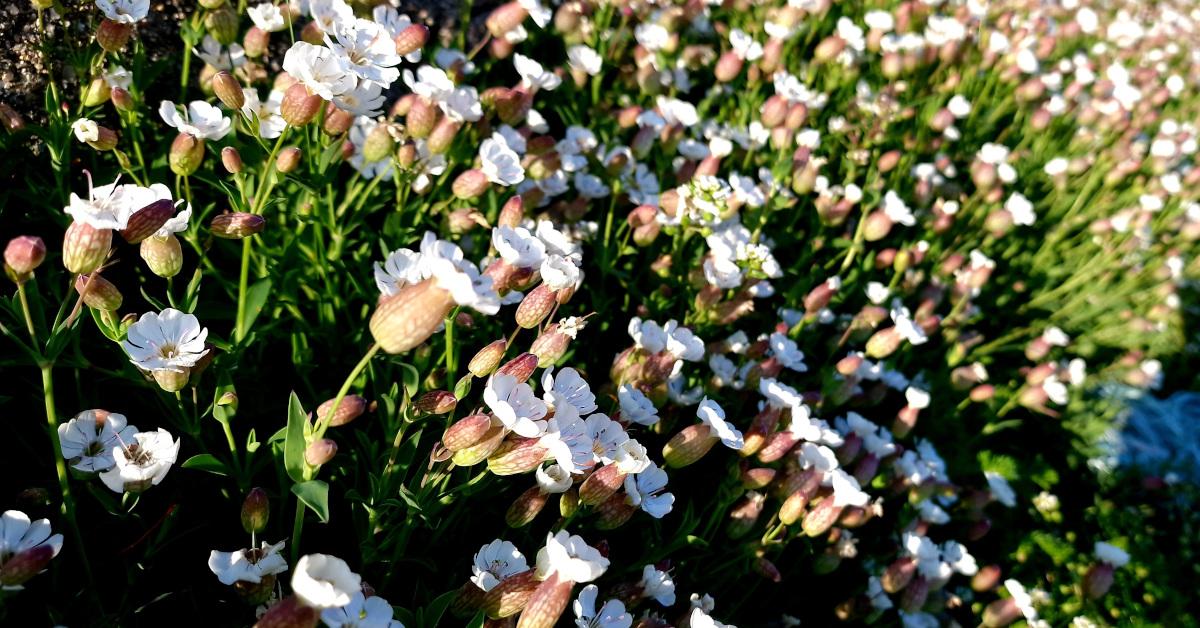  An Coireán Mara Silene uniflora
