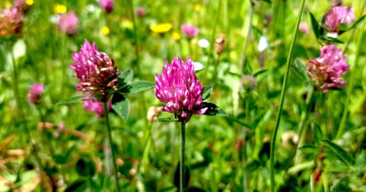  An tSeamair Dhearg Trifolium pratense