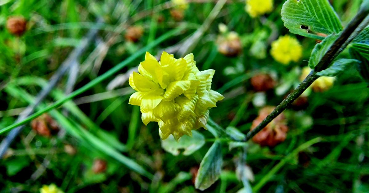  An tSeamair Dhuimhche Trifolium campestre