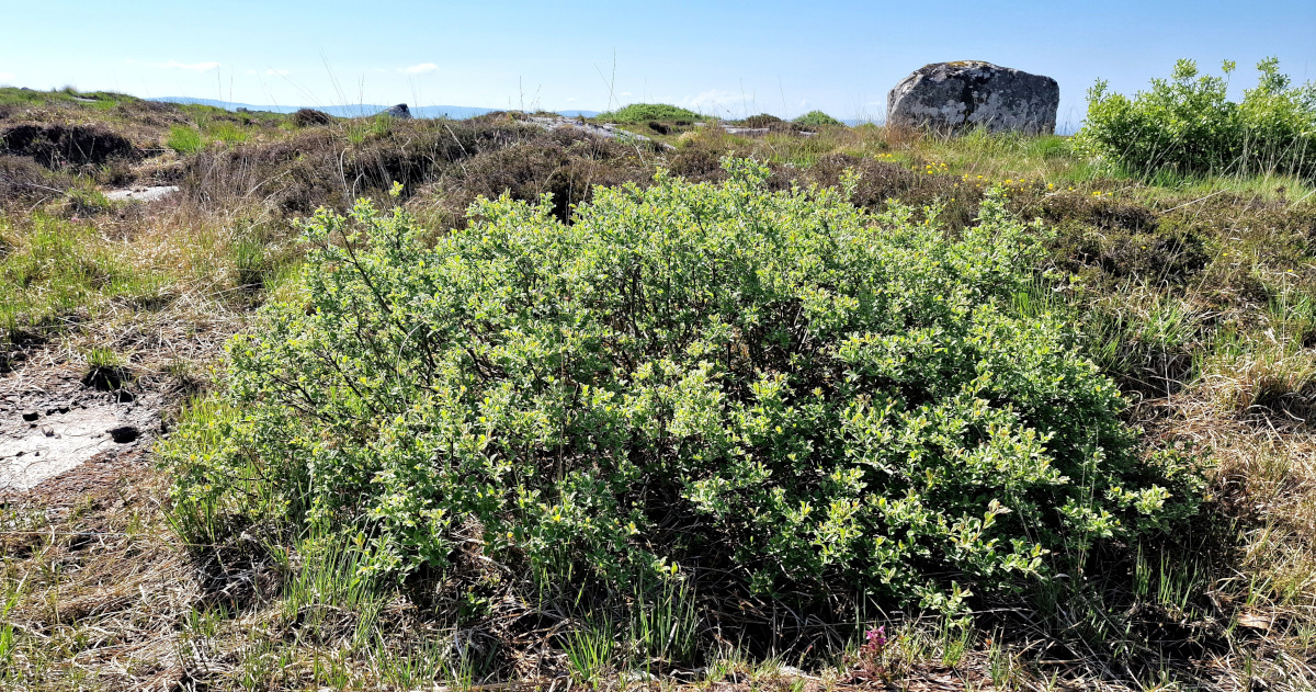  An Crann Sníofa Salix aurita