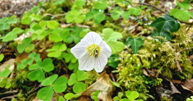  An tSeamsóg Oxalis acetosella
