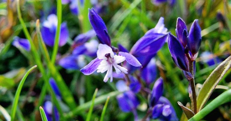  Na Deirfiúiríní Polygala serpyllifolia