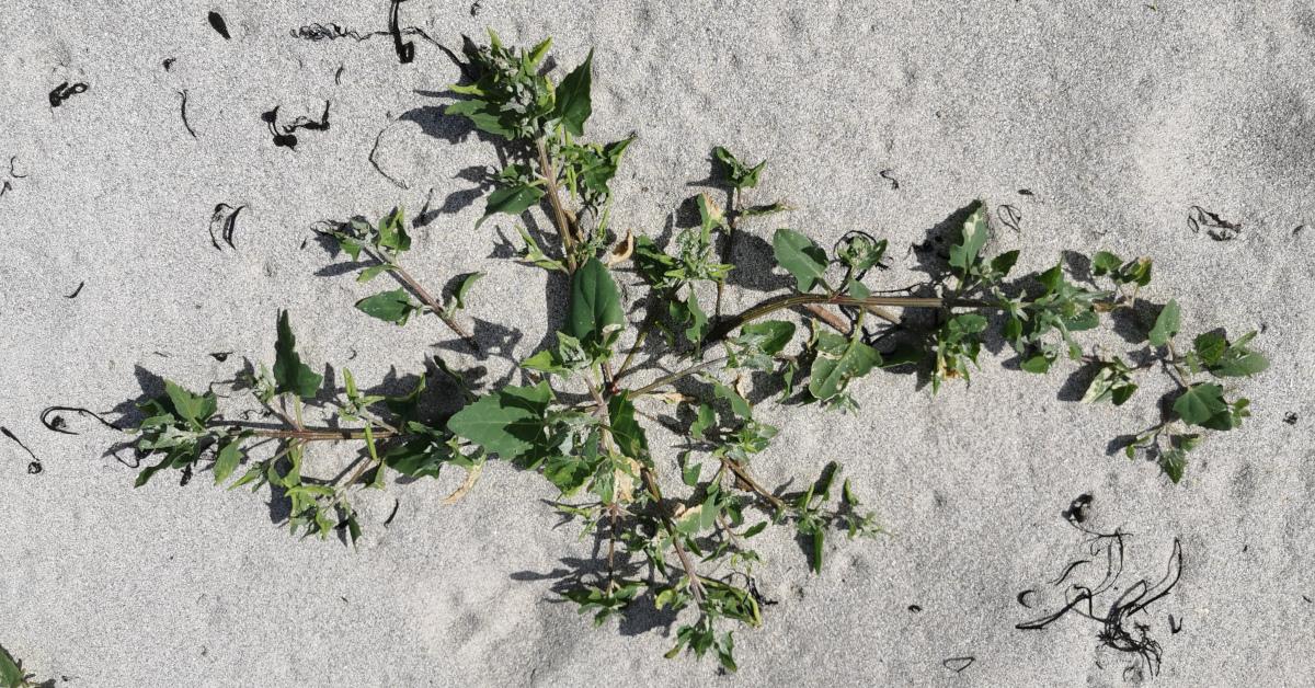  An Eilifleog Leathan Atriplex prostrata