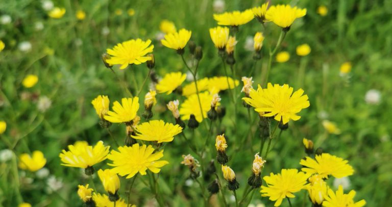  An Lus Cúráin Mín Crepis capillaris