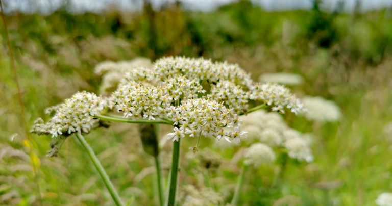  An Feabhrán Heracleum sphondylium