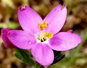 Centaurium erythraea