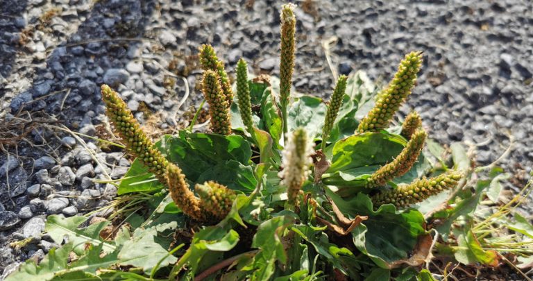  Cuach Phádraig Plantago major