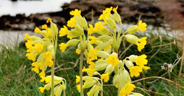  Crúibíní Cait Primula veris