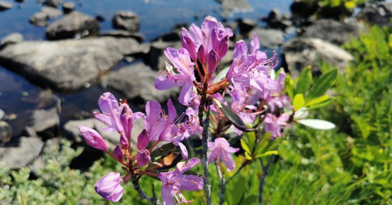  An Róslabhras Rhododendron ponticum