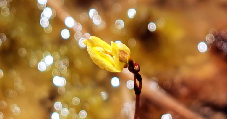  An Lus Borraigh Beag Utricularia minor