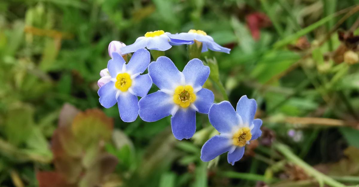  An Ceotharnach Uisce Myosotis scorpioides