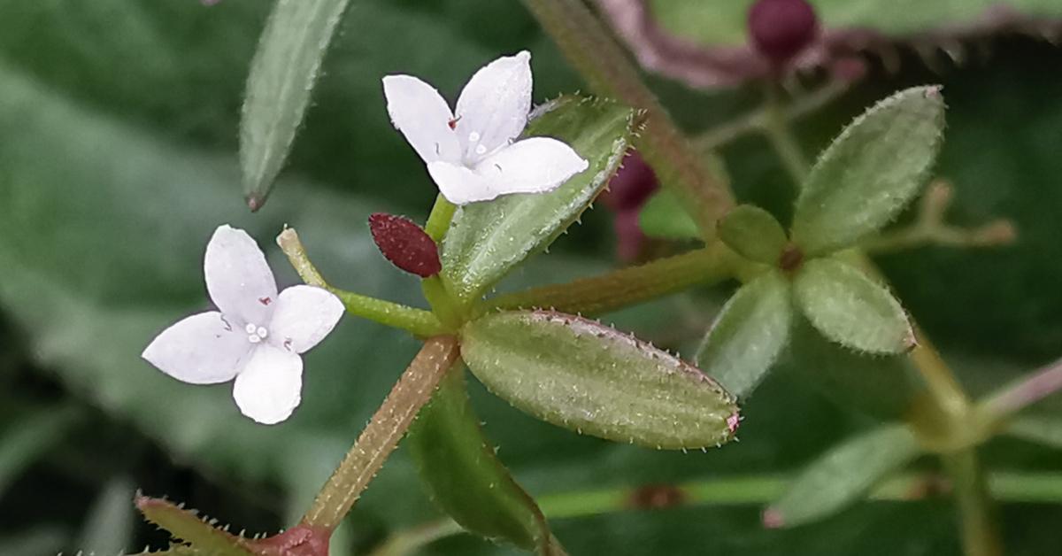  An Rú Corraigh Galium palustre