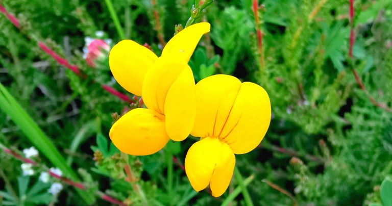  An Crobh Éin Lotus corniculatus