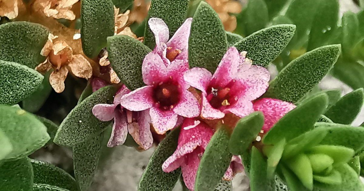  Lus an tSailte Lysimachia maritima