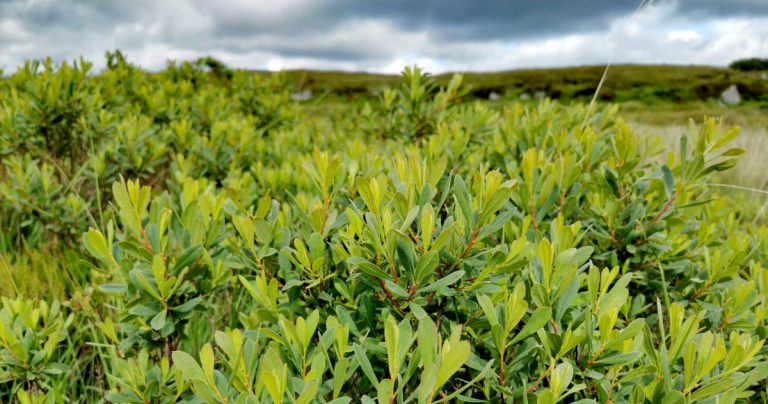  An Roithleog Myrica gale