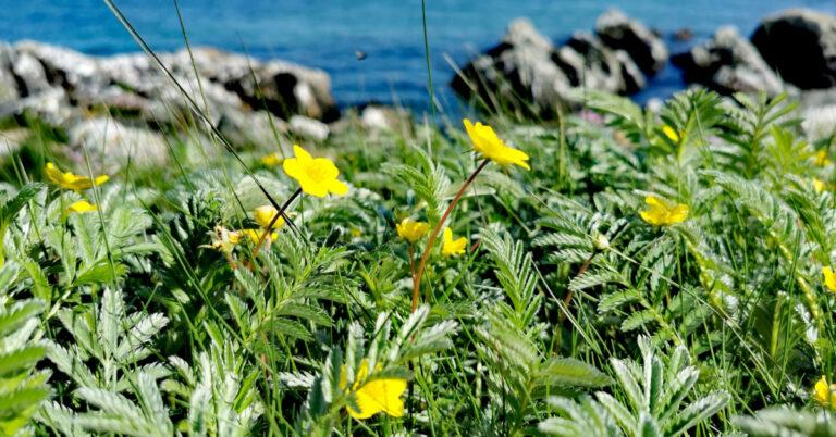  An Briosclán Potentilla anserina