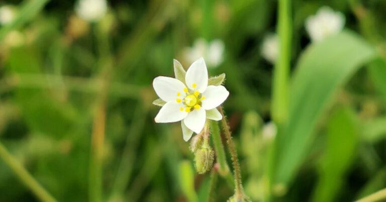  An Corrán Lín Spergula arvensis
