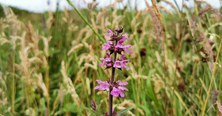  An Cabhsadán Stachys palustris