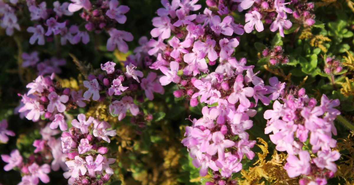  An Tím Chreige Thymus drucei