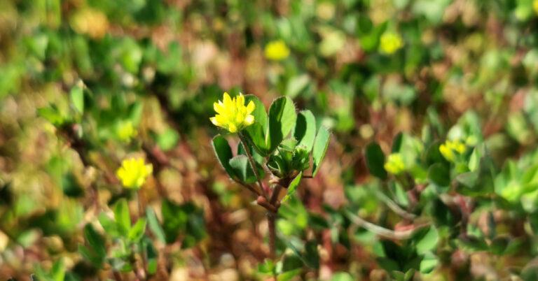  An tSeamair Bhuí Trifolium dubium