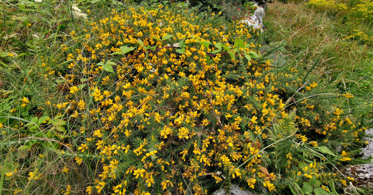  An tAiteann Gaelach Ulex gallii
