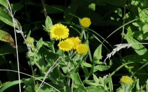 Pulicaria dysenterica