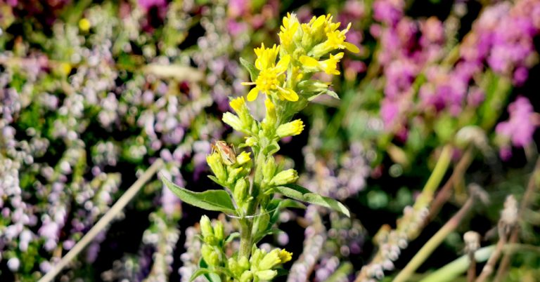  An tSlat Óir Solidago virgaurea