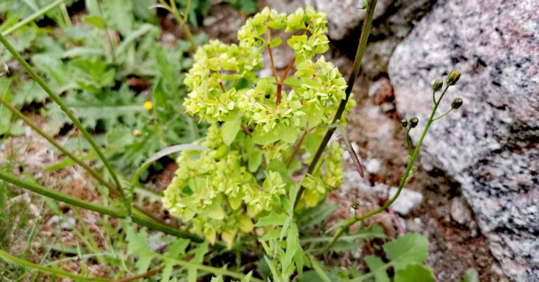  Gearr Nimhe Euphorbia peplus