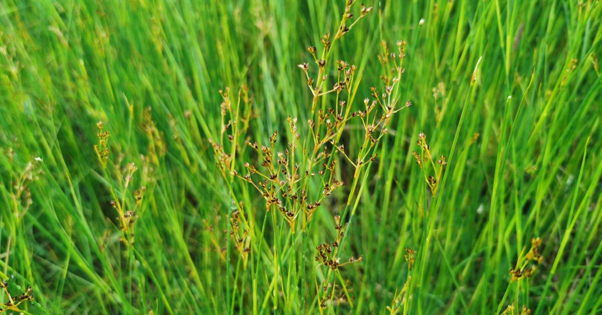  Lachán na nDamh Juncus articulatus