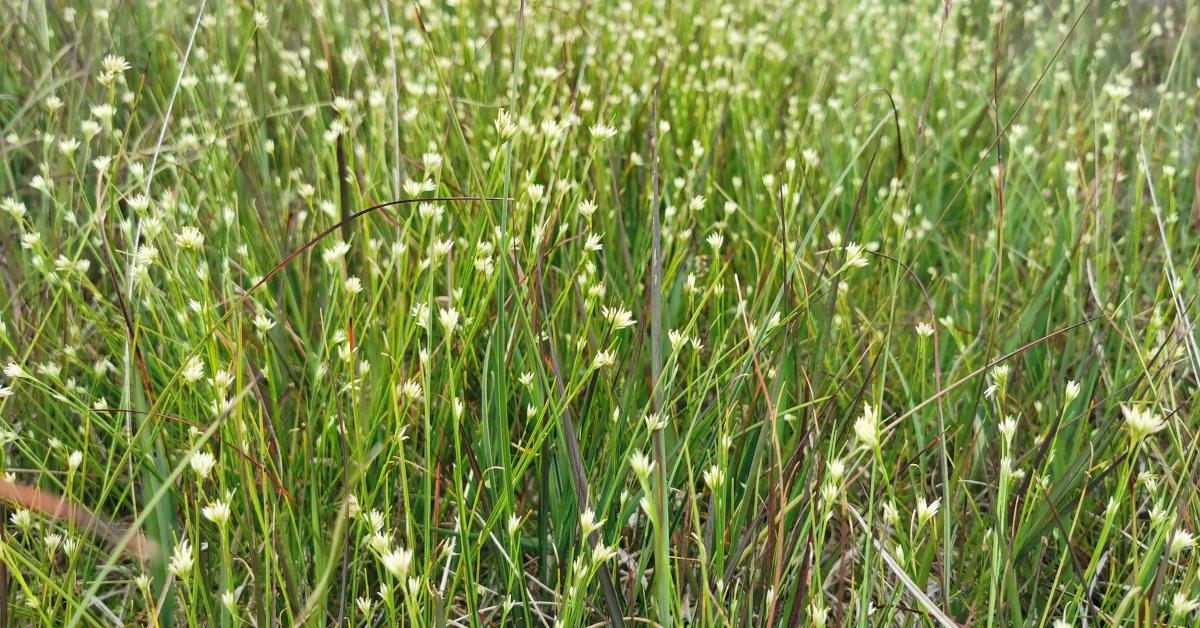  An Ghobsheisc Rhynchospora alba