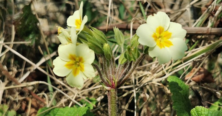  An Baisleach Bréige Primula x polyantha