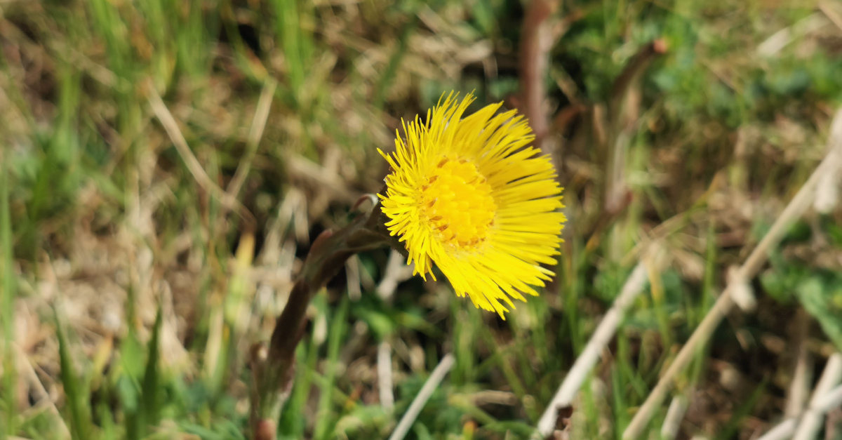  An Sponc Tussilago farfara