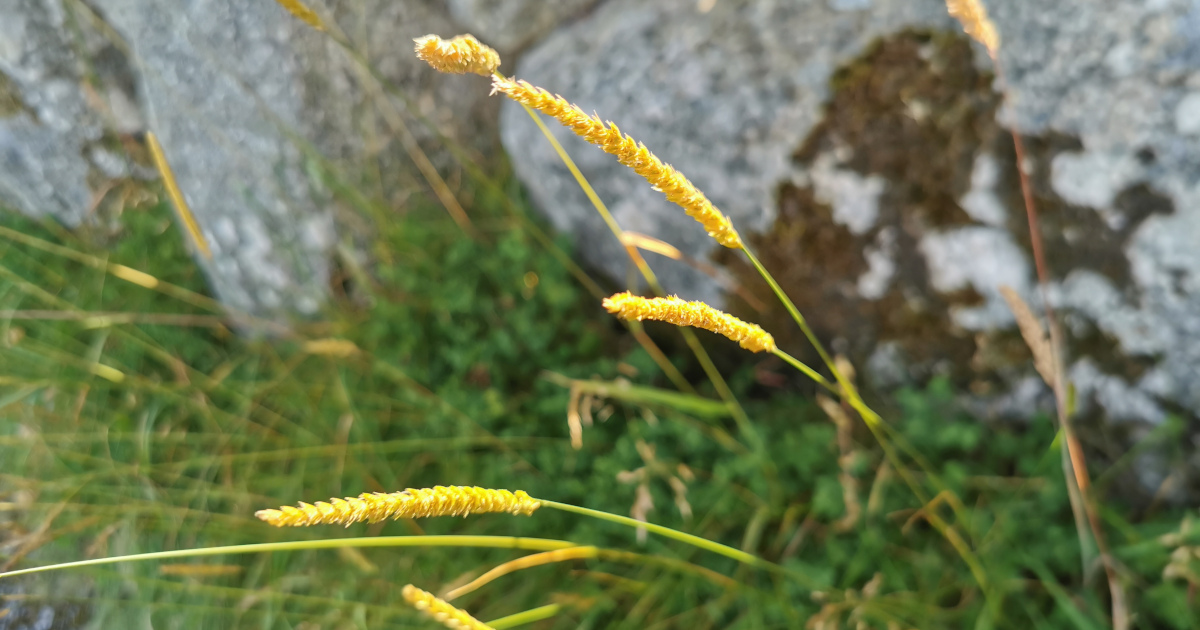  Tráithnín Coinfhéar Cynosurus cristatus