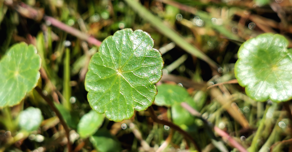  Lus na Pingine Hydrocotyle vulgaris