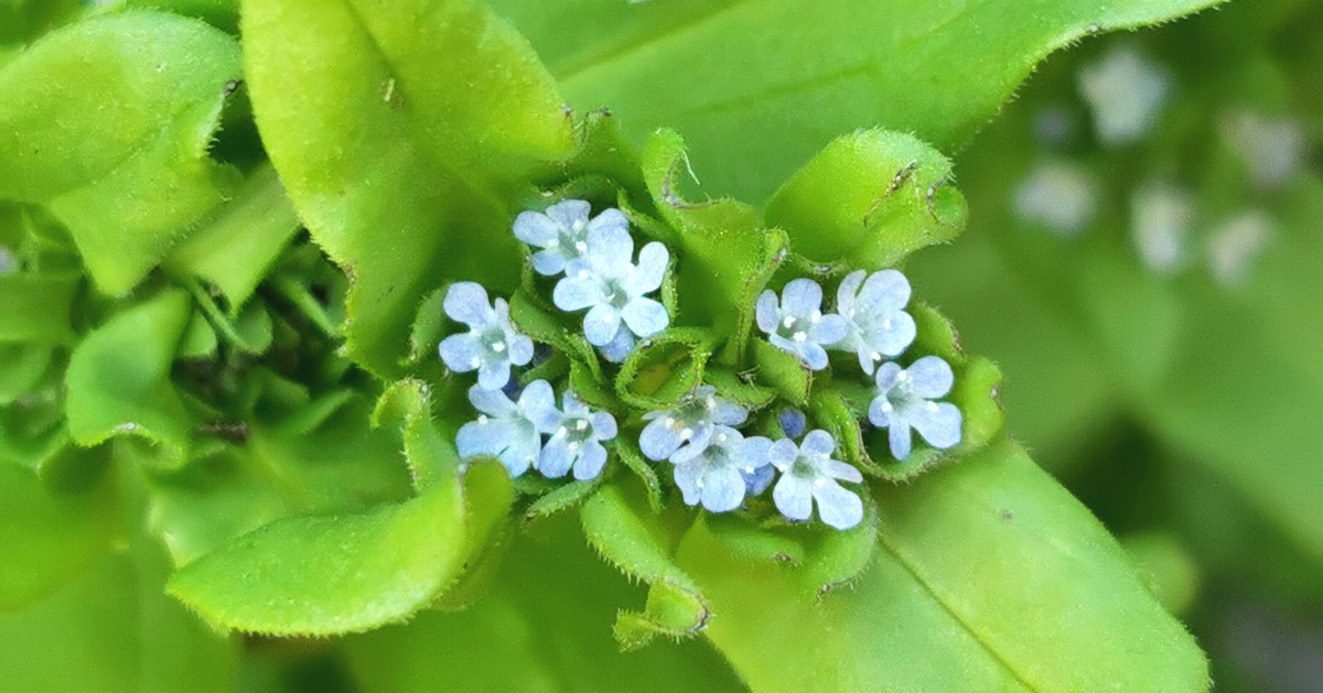  An Cheathrú Uain Valerianella locusta