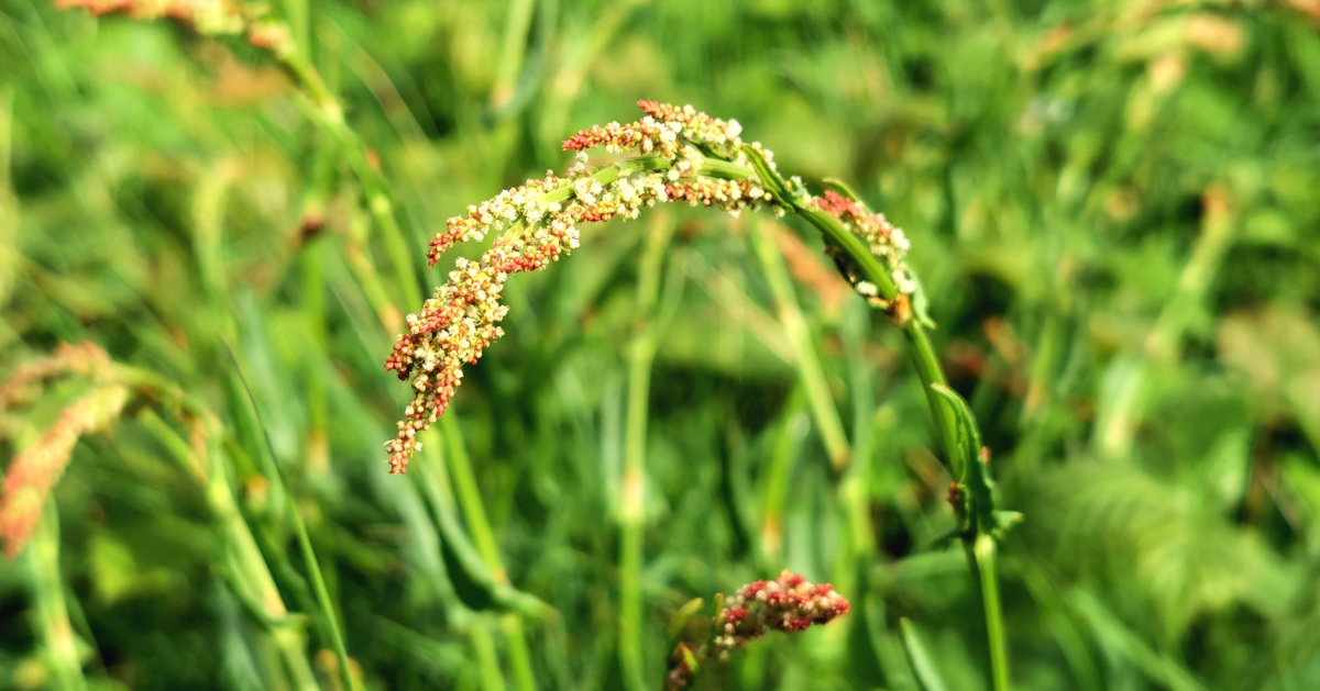  An Samhadh Bó Rumex acetosa