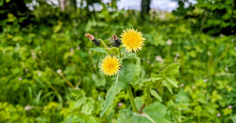  An Slóchtán Mín Sonchus oleraceus