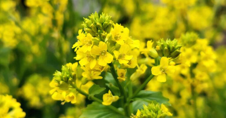  An Treabhach Barbarea vulgaris