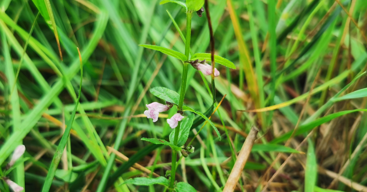  An Cochall Beag Scutellaria minor