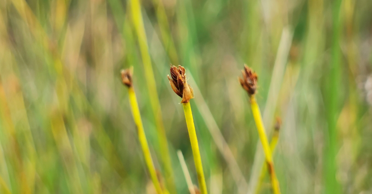  An Chíb Cheanngheal Trichophorum cespitosum