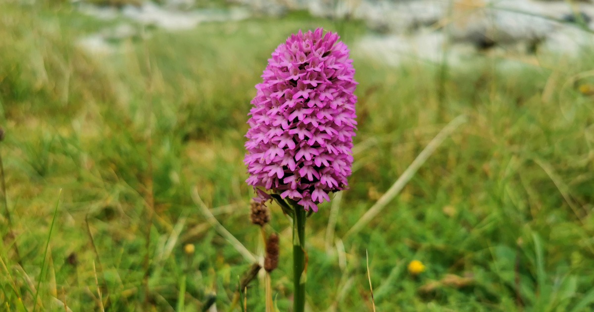  Magairlín na Stuaice Anacamptis pyramidalis