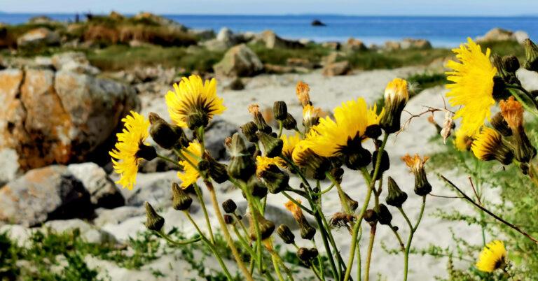  An Slóchtán Léana Sonchus arvensis