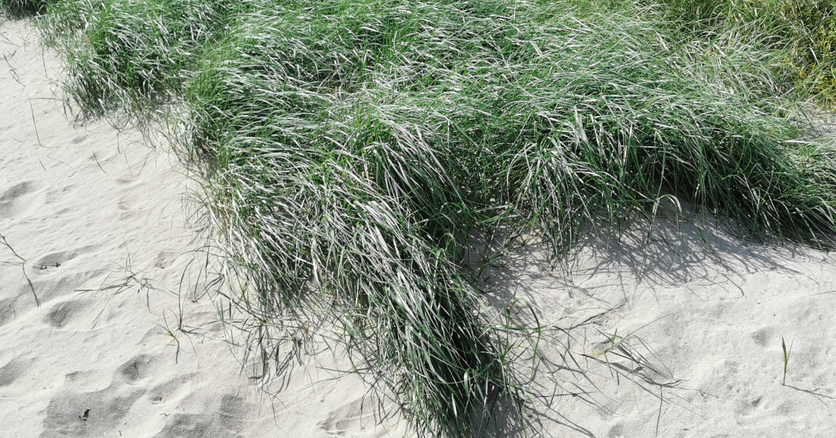  An Broimfhéar Gainimh Elymus junceiformis