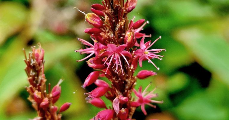  An Stóinse Dearg Bistorta amplexicaulis